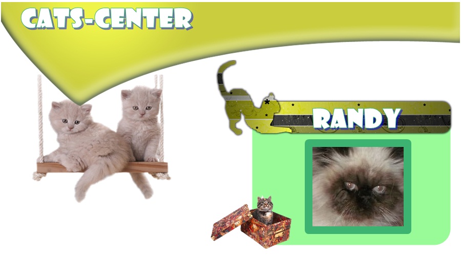 cats-center